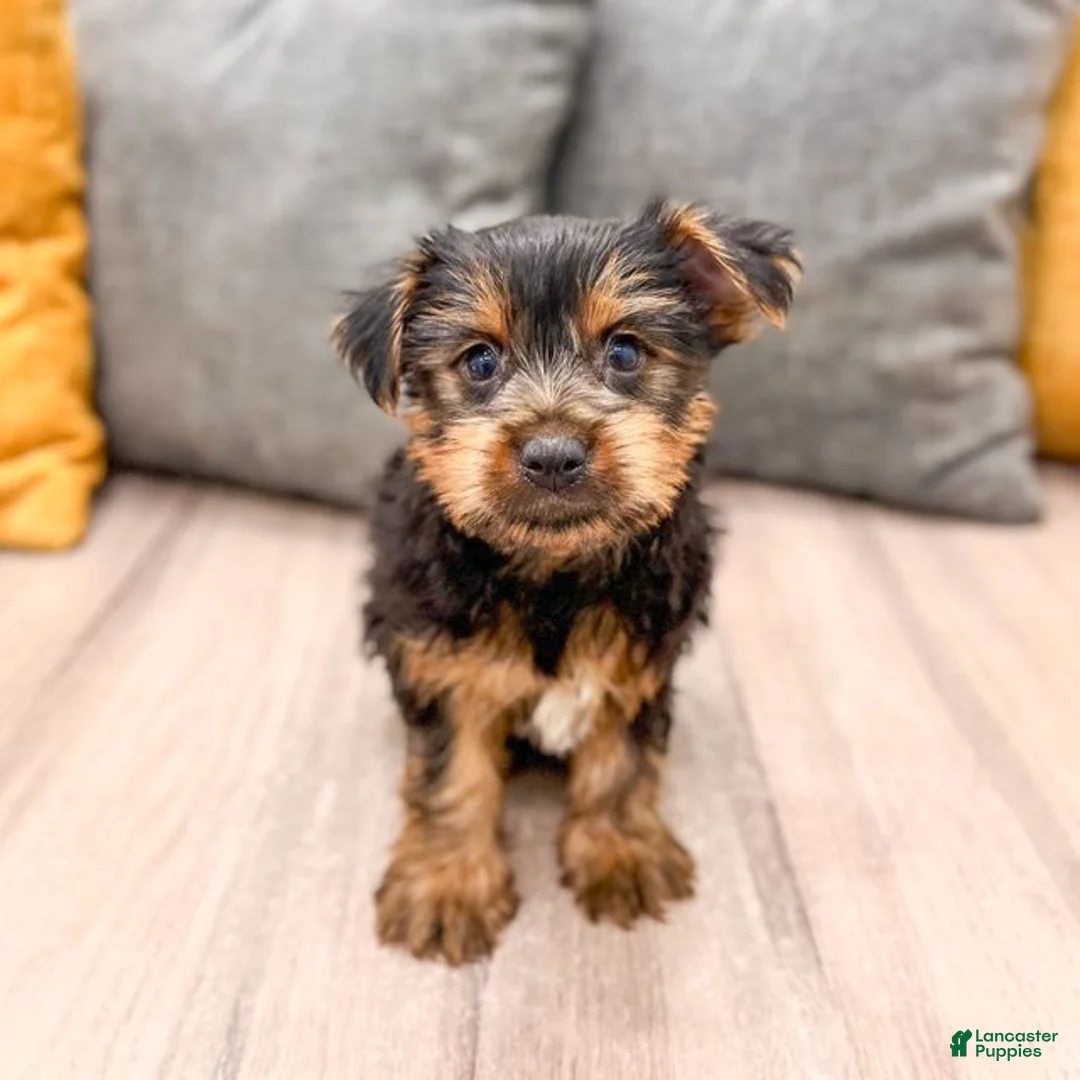 Yorkshire Terrier dogs for sale: Jordan - Ad 1