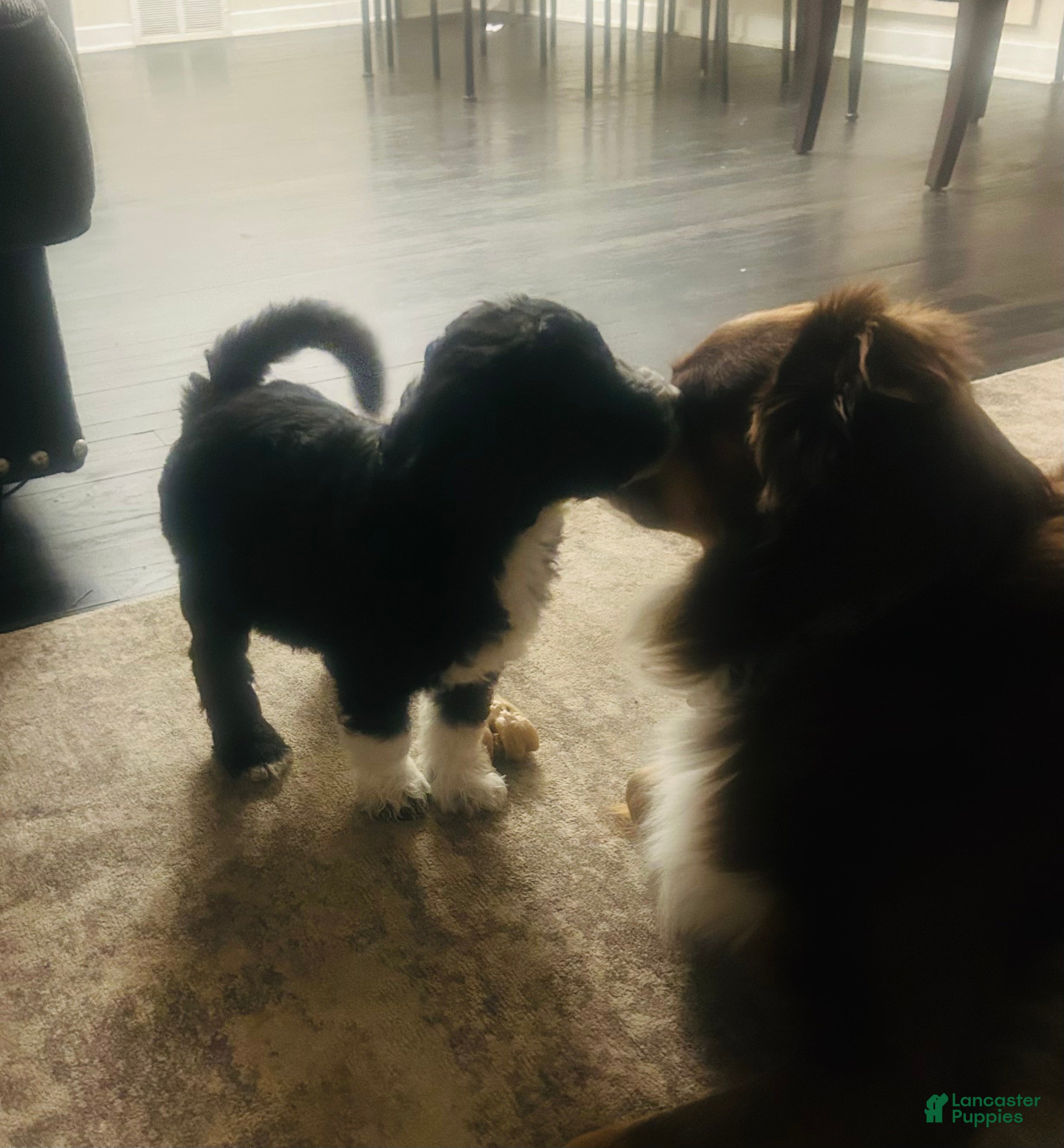 Aussiedoodle dogs Scarlet  - Ad 1