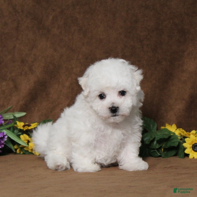 Bichon Frise dogs Happy - Ad 1