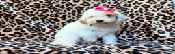 Mini Goldendoodle dogs for sale: Chloe - Ad 6