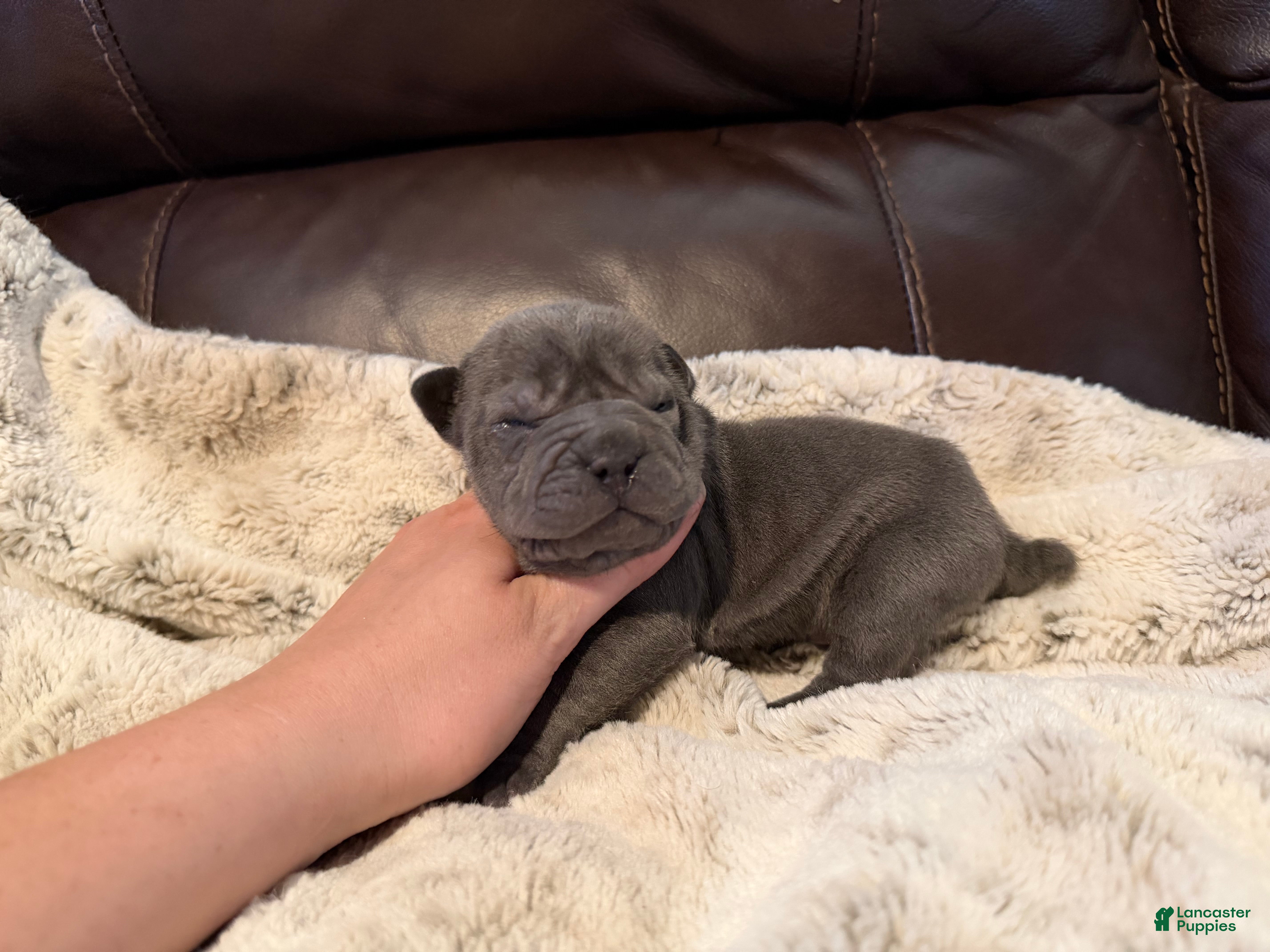 Shar Pei dogs Marvel - Ad 2