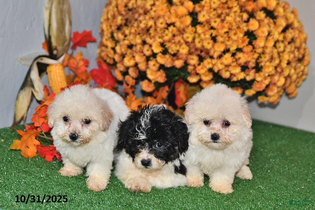 Teddy Bear dogs for sale: Nate - Ad 2