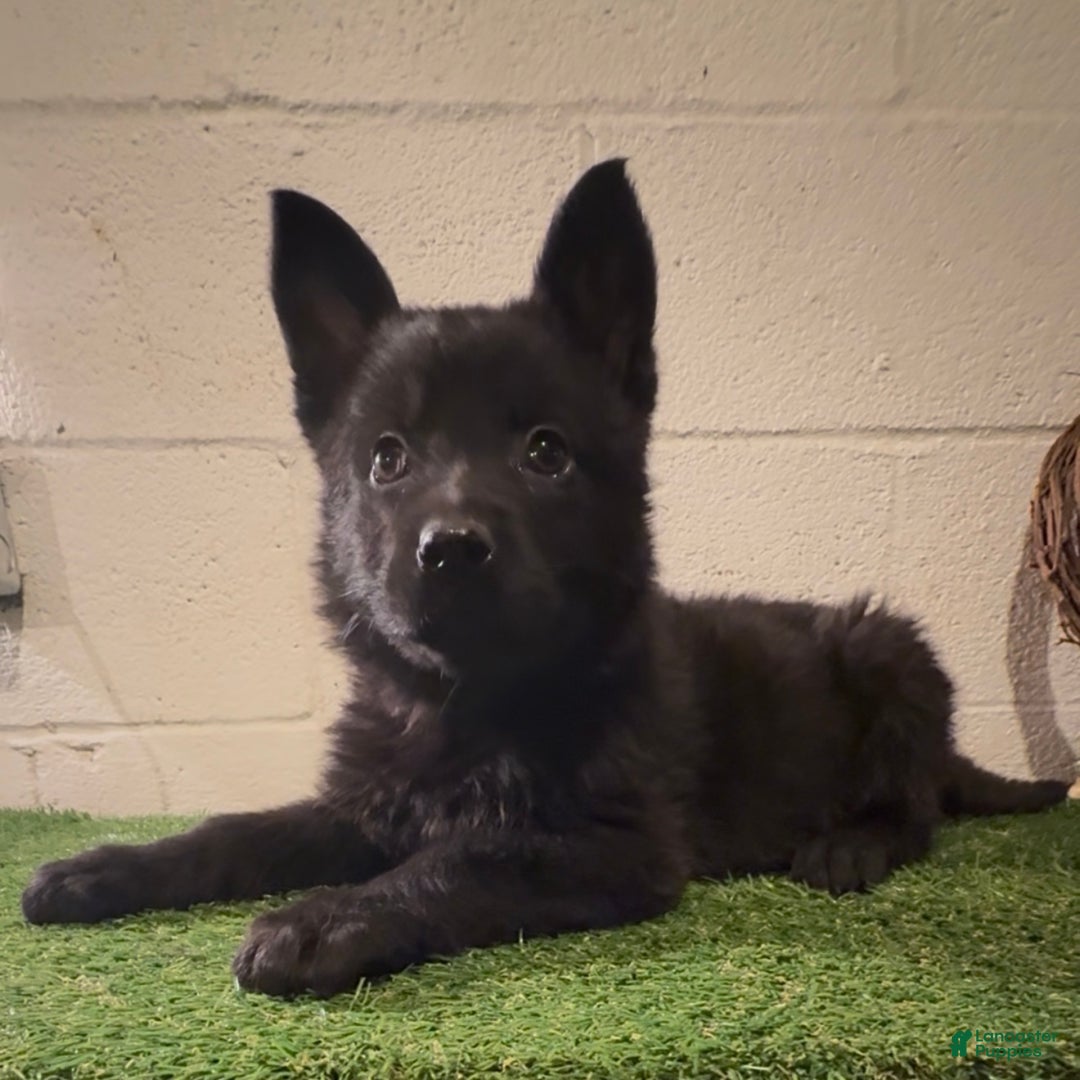 German Shepherd dogs for sale: Sussie B - Ad 1