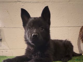 German Shepherd dogs Sussie B - Ad 16