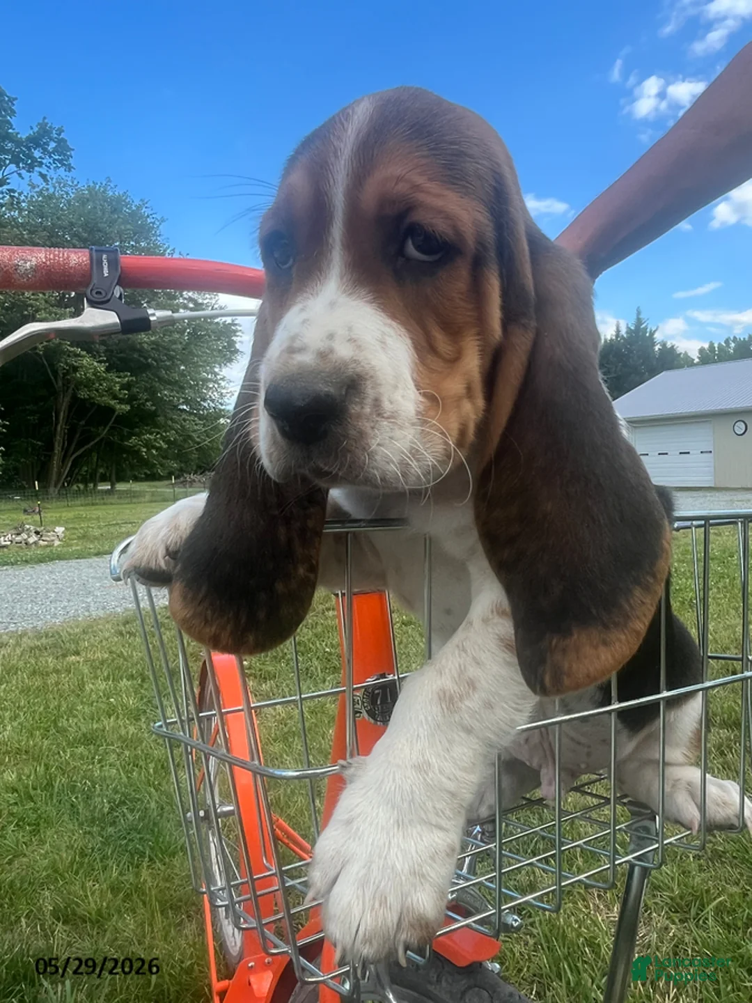 Basset Hound dogs for sale: Jack - Ad 5