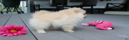 Pomeranian dogs for sale: Cassie - Ad 12