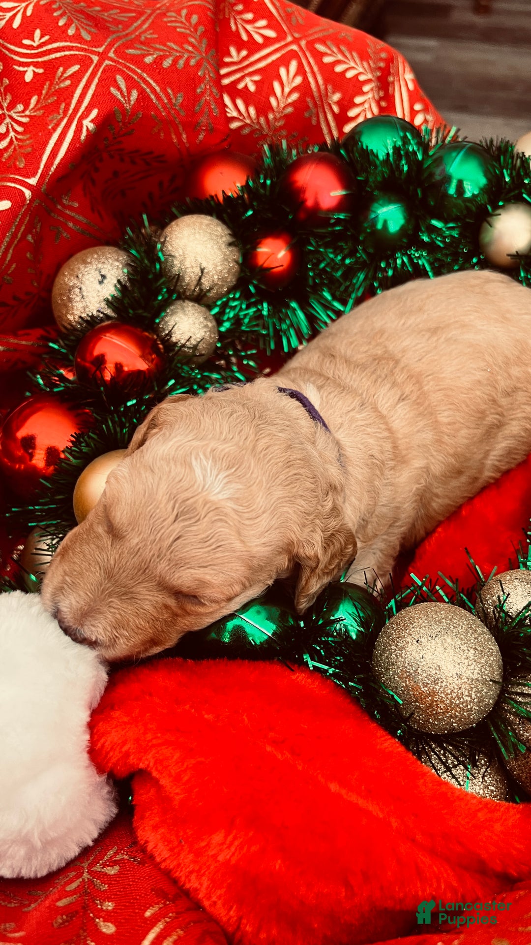 Goldendoodle dogs for sale: Faith - (smaller) Medium - Ad 4