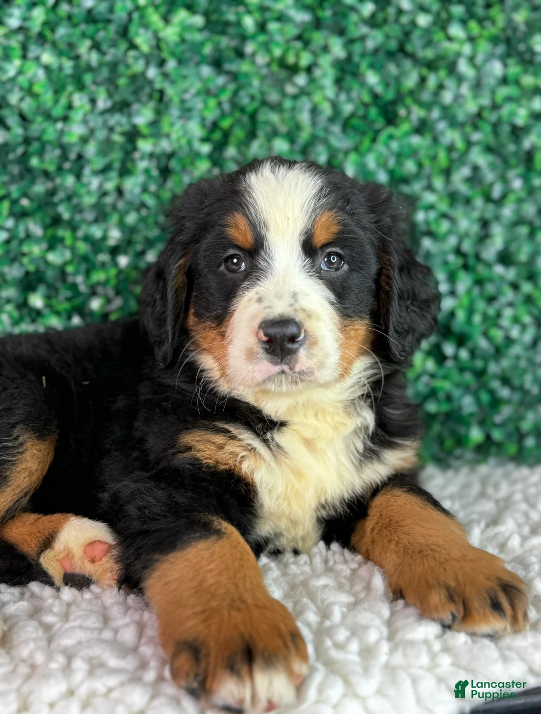 Bernese Mountain Dog dogs for sale: Nala  - Ad 6