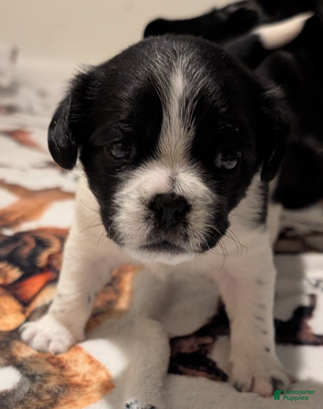 Puggle dogs for sale: Puggle Puppy 1 - Ad 4