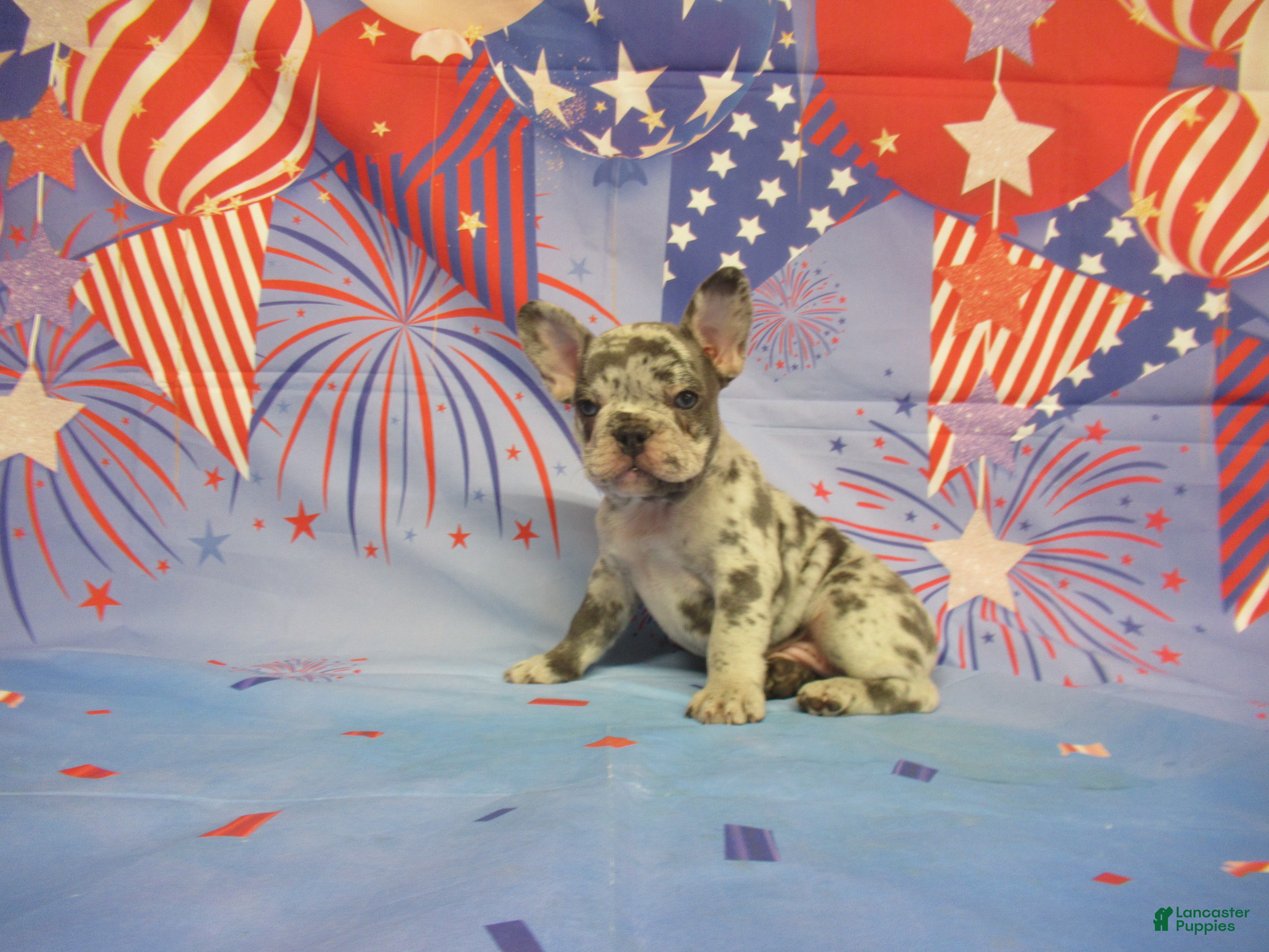 French Bulldog dogs for sale: AKC Banjo - Ad 1