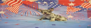 AKC Banjo