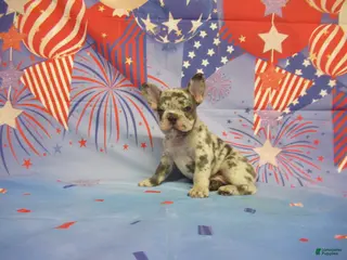 French Bulldog dogs AKC Banjo - Ad 9
