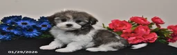 Havanese dogs for sale: Tinker - Ad 1