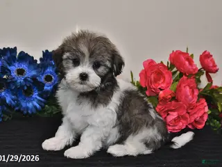 Havanese dogs Tinker - Ad 36