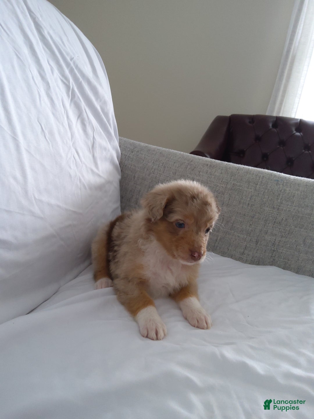 Aussiedoodle dogs for sale: Flo - Ad 2