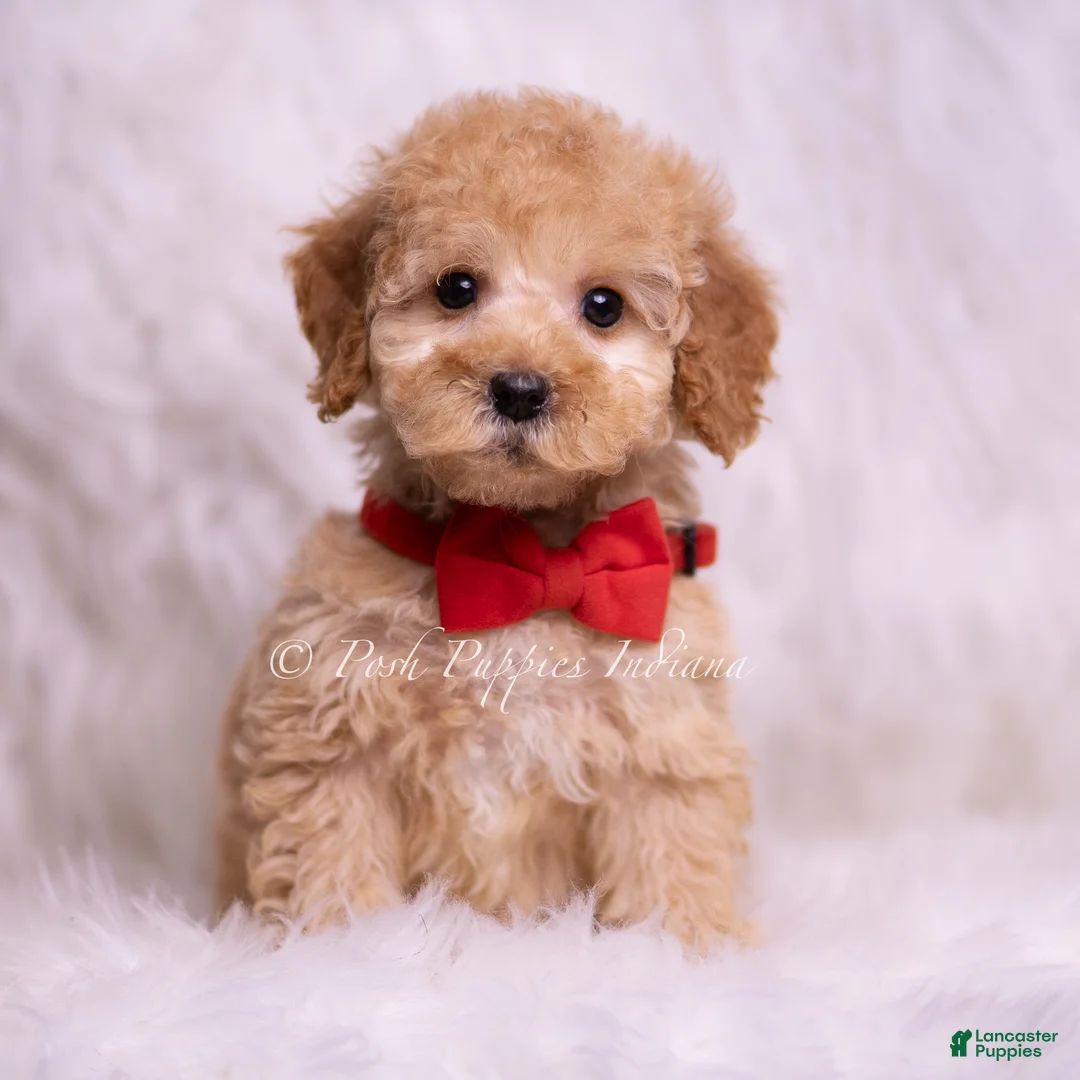 Mini Goldendoodle dogs for sale: Indie - Ad 2