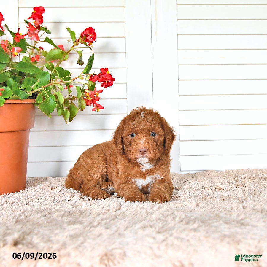 Mini Goldendoodle dogs Omar - Ad 1