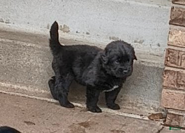 Newfoundland dogs Yellow collar  - Ad 9