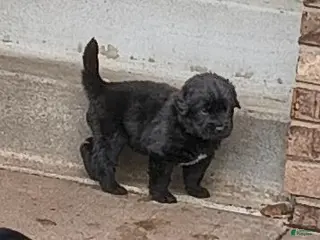 Newfoundland dogs Yellow collar - Ad 9