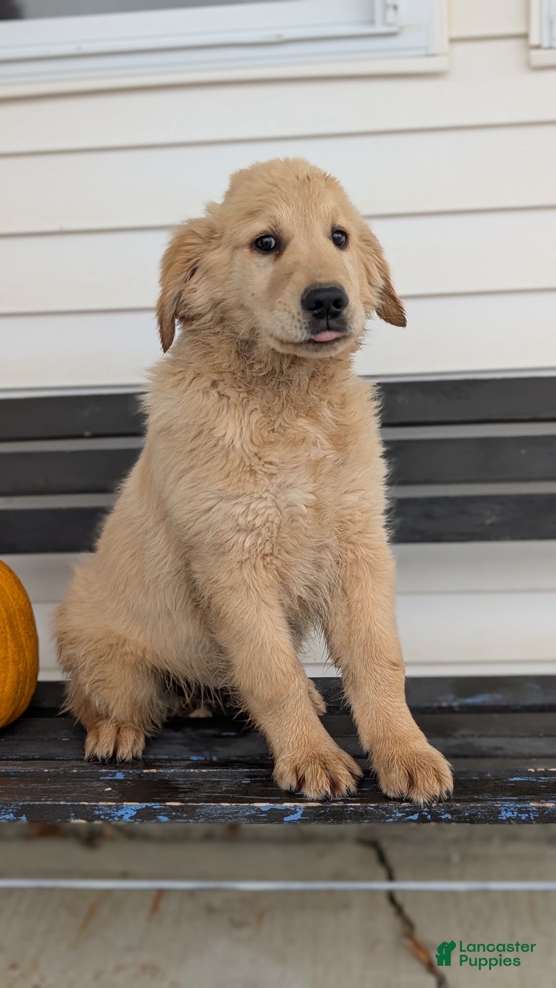 Golden Retriever dogs for sale: Captain  - Ad 3