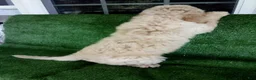 Goldendoodle dogs for sale: Hope F1B - Ad 5