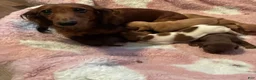 Miniature Dachshund dogs for sale: Miniature Dachshund 3 - Ad 5