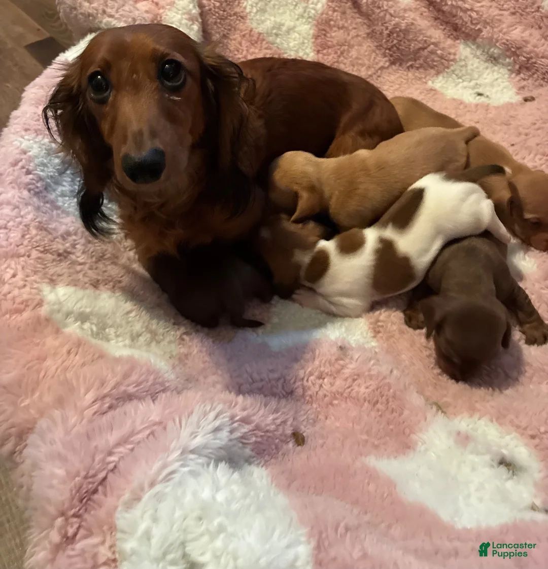 Miniature Dachshund dogs for sale: Miniature Dachshund 3 - Ad 5