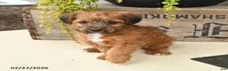 Jackapoo dogs for sale: Jill - Ad 3