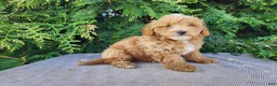 Mini Bernedoodle dogs for sale: Spencer - Ad 7