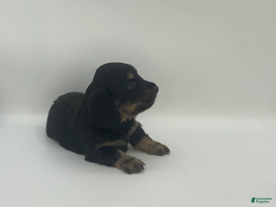 Miniature Dachshund dogs for sale: Kyle - Ad 4