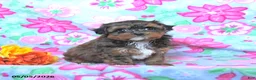 Havapoo dogs for sale: Hickory - Ad 2