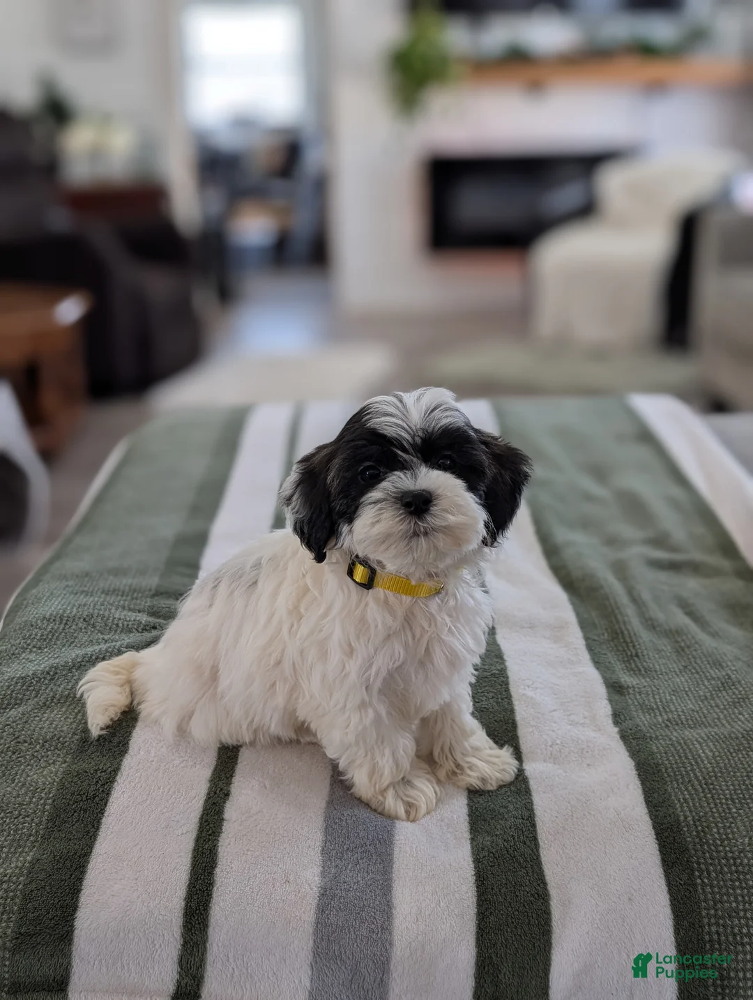 Havapoo dogs for sale: Chloe - Ad 6