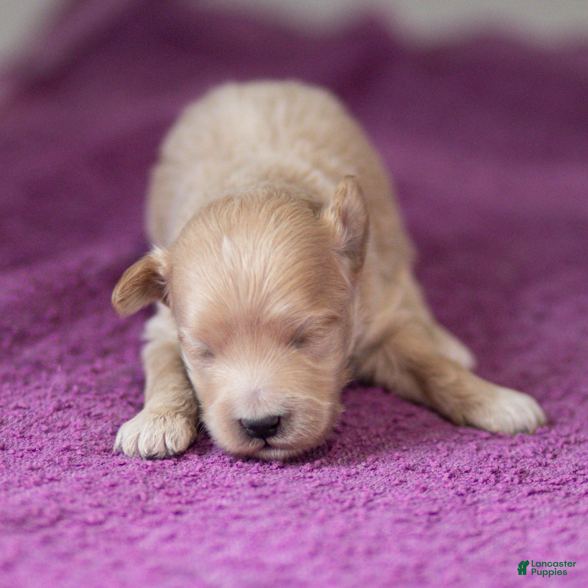 Maltipoo dogs Jack Maltipoo Puppy  - Ad 1