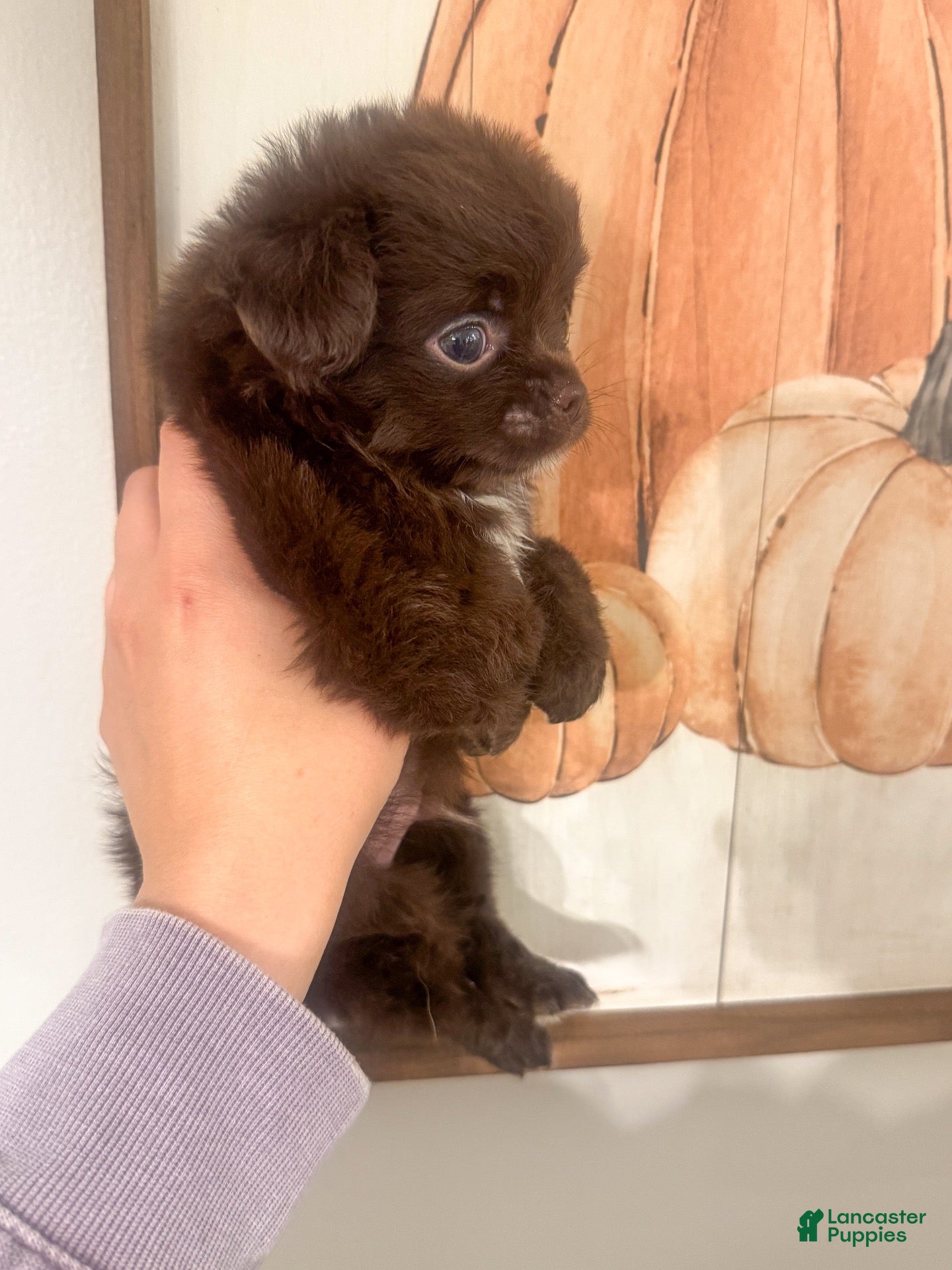 Chihuahua dogs Benz - Ad 2