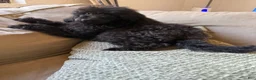Standard Poodle dogs for sale: Raven - Ad 13