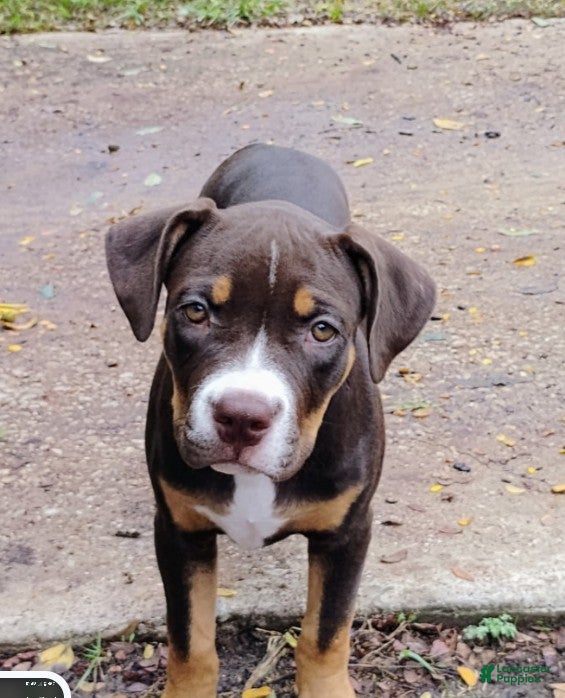 Staffordshire Bull Terrier dogs for sale: XL bully. - Ad 9