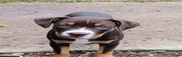 Staffordshire Bull Terrier dogs for sale: XL bully. - Ad 1
