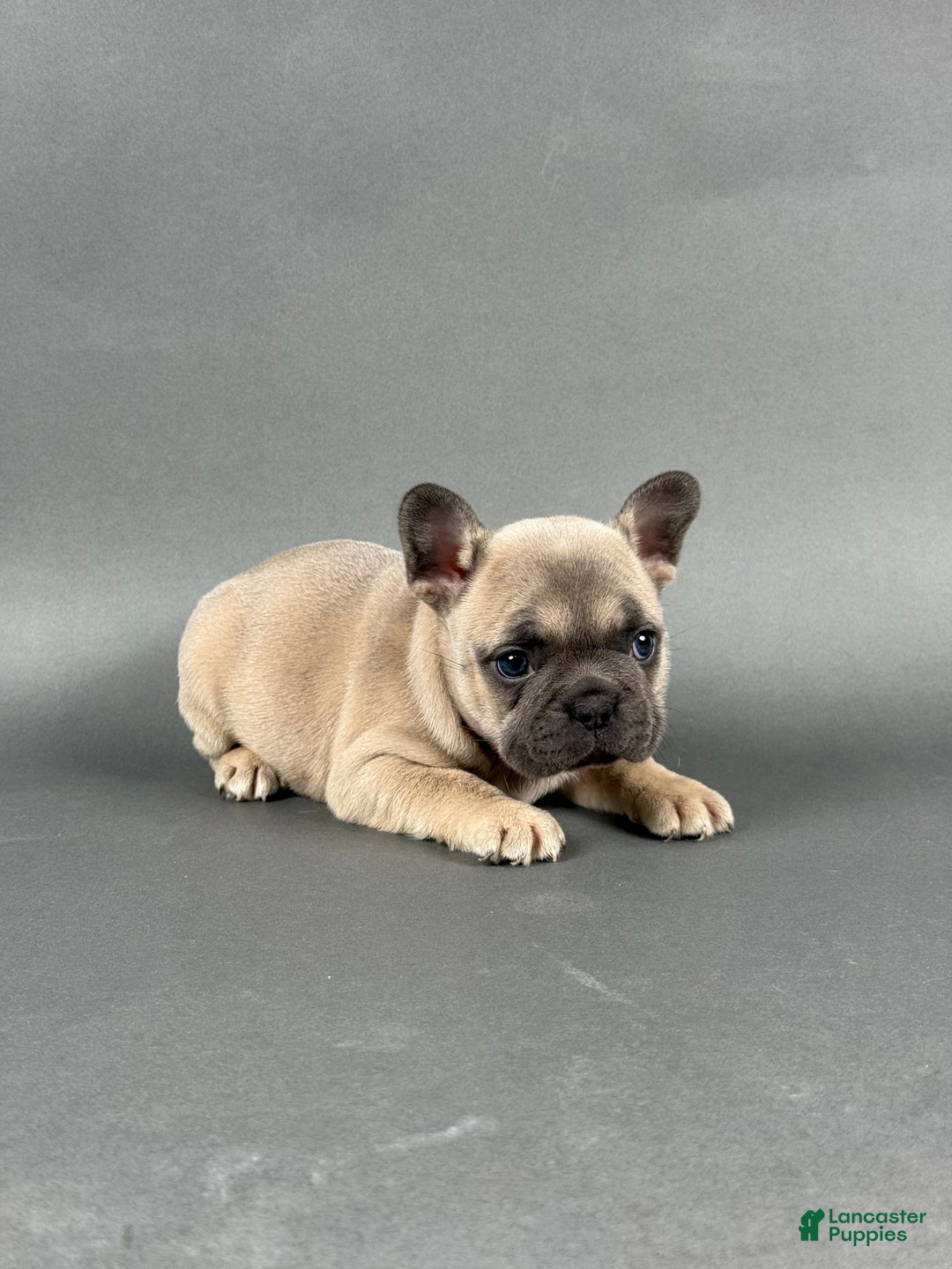 French Bulldog dogs for sale: Stella - Ad 3