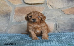 Mini Goldendoodle dogs for sale: Mia  - Image 4