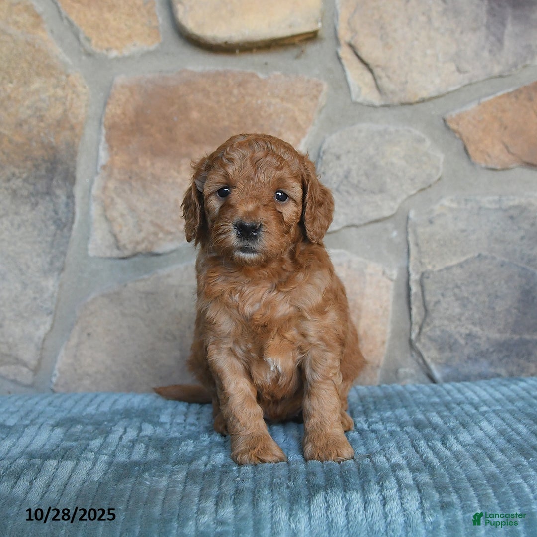 Mini Goldendoodle dogs for sale: Mia  - Image 4
