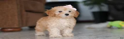 Schnoodle dogs for sale: Rosie - Ad 6