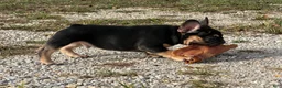 French Bulldog dogs for sale: Flynn  - Ad 7
