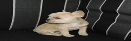 French Bulldog dogs for sale: Minnie - Ad 3
