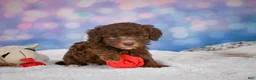 Mini Goldendoodle dogs for sale: Cliffy - Ad 3