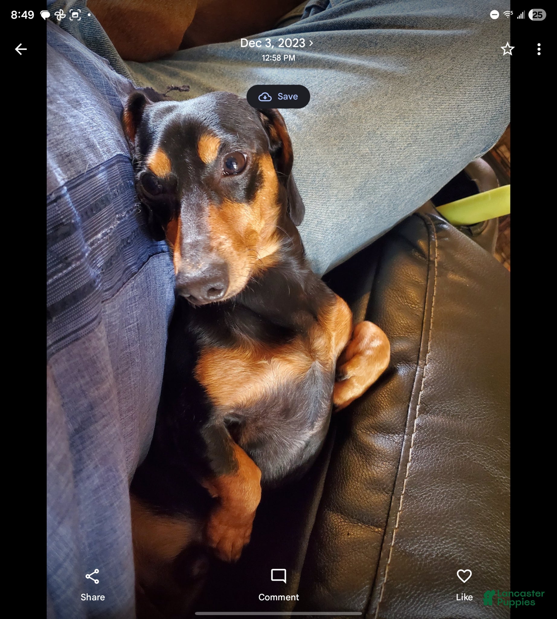 Miniature Dachshund dogs for sale: Danny - Ad 11