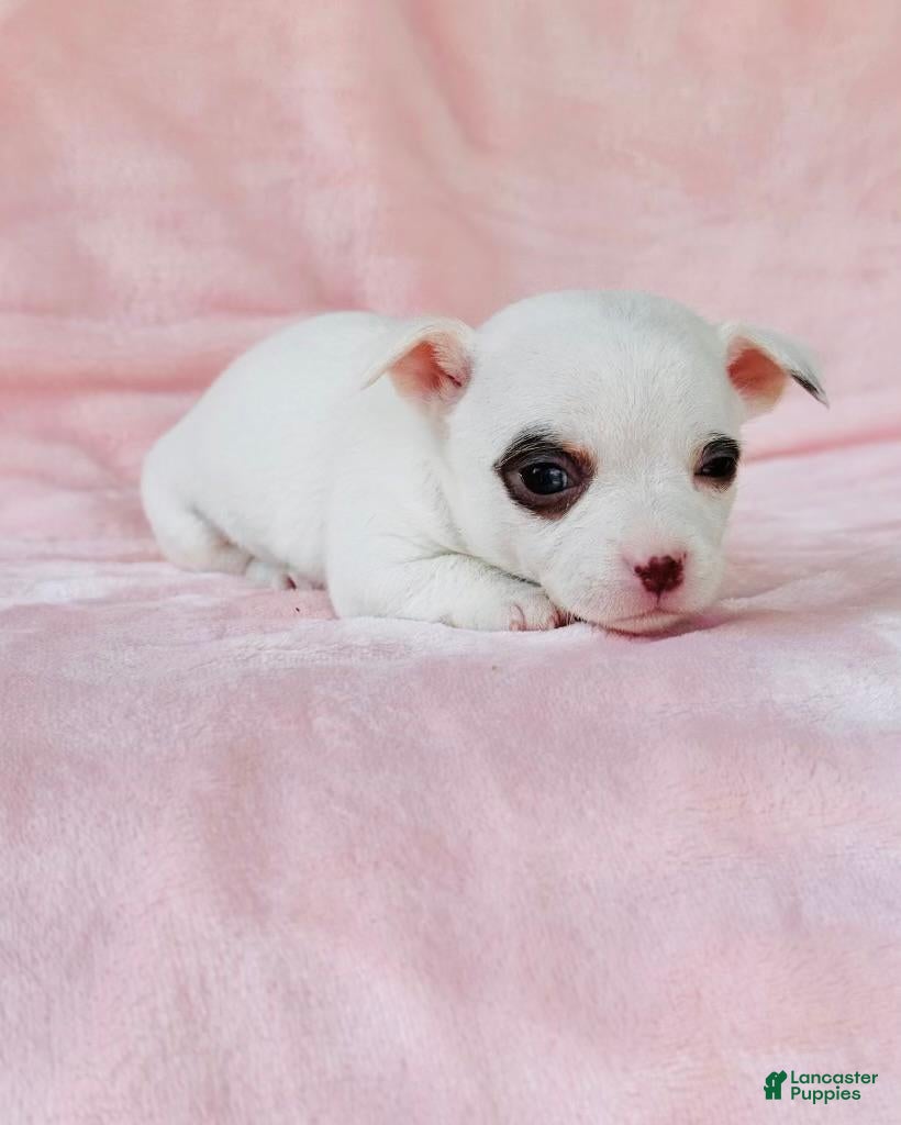 Chihuahua dogs Chihuahua Puppy 1 - Ad 21