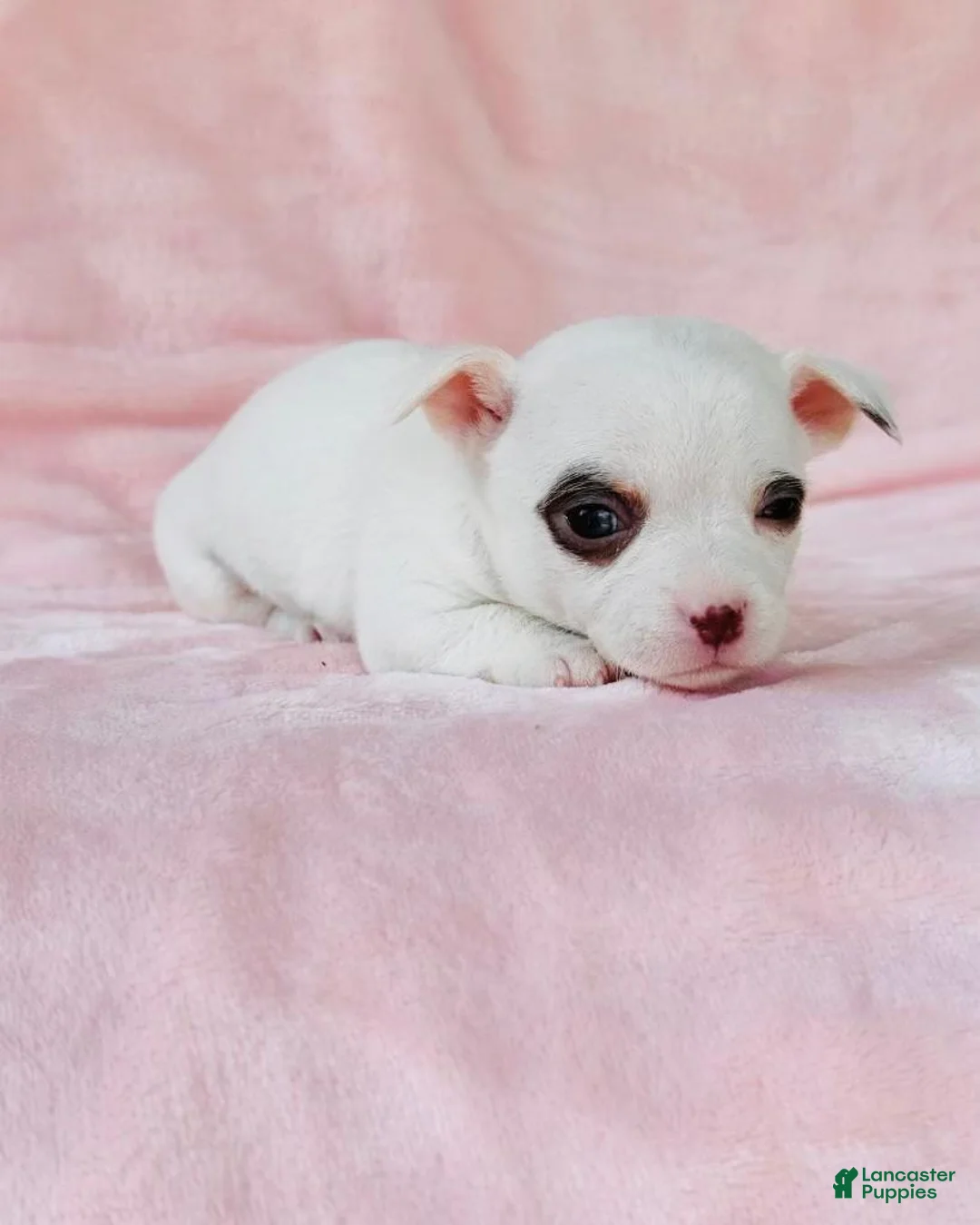 Chihuahua dogs for sale: Chihuahua Puppy 1 - Ad 1