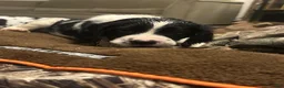 English Springer Spaniel dogs for sale: English Springer Spaniel Puppy 2 - Ad 3