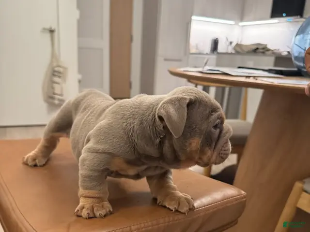 English Bulldog dogs for sale: Boy 1 - Ad 42