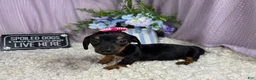 Miniature Dachshund dogs for sale: Miniature Dachshund 2 - Ad 3